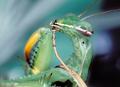 mantis religiosa 2